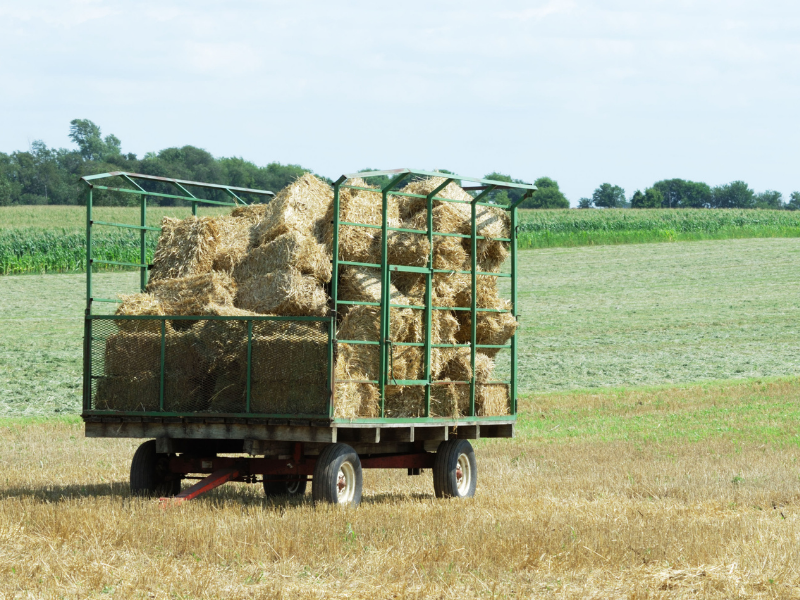 hay in wagon in field